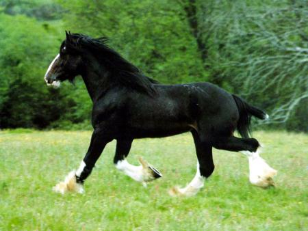 mon cheuval